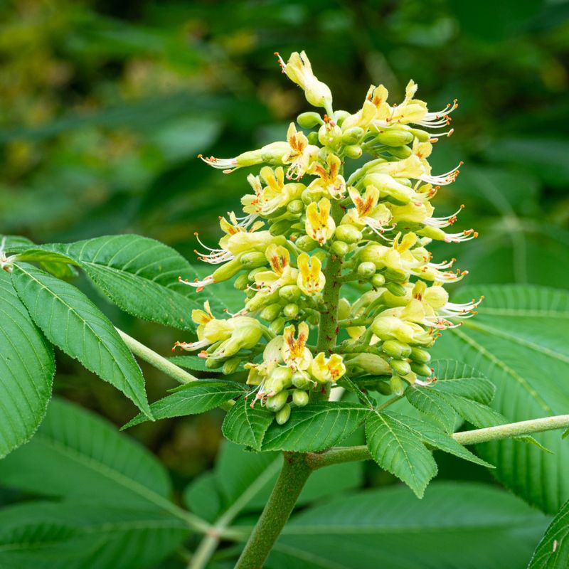 Spring Flowers Added Subtle Beauty To Woodlands