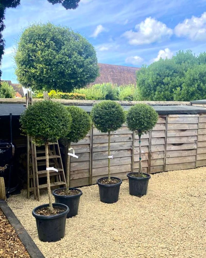 Easy To Shape And Maintain Neatly