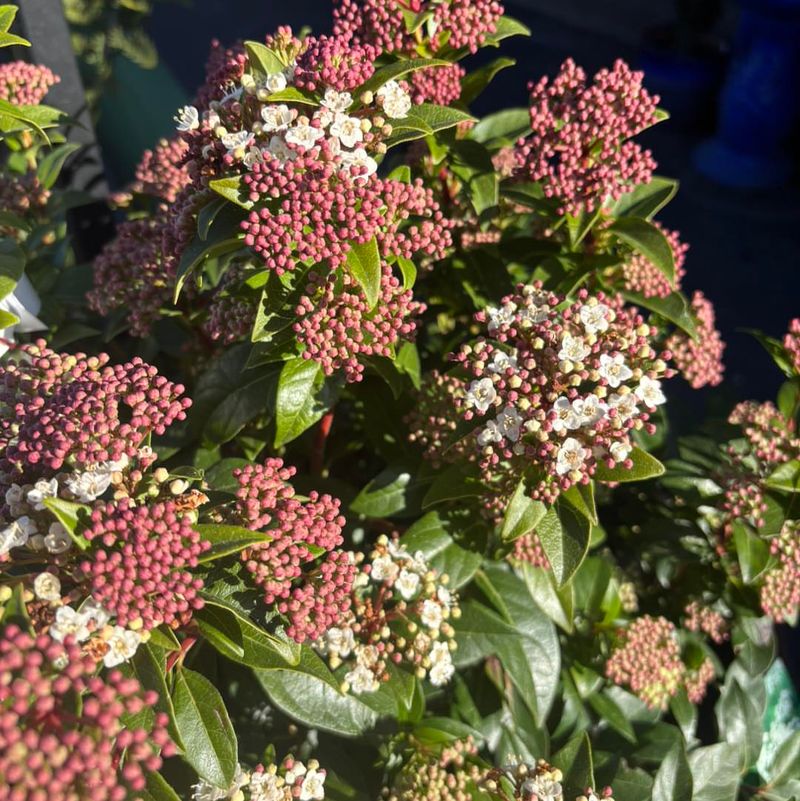 Needs Little Attention Once Established