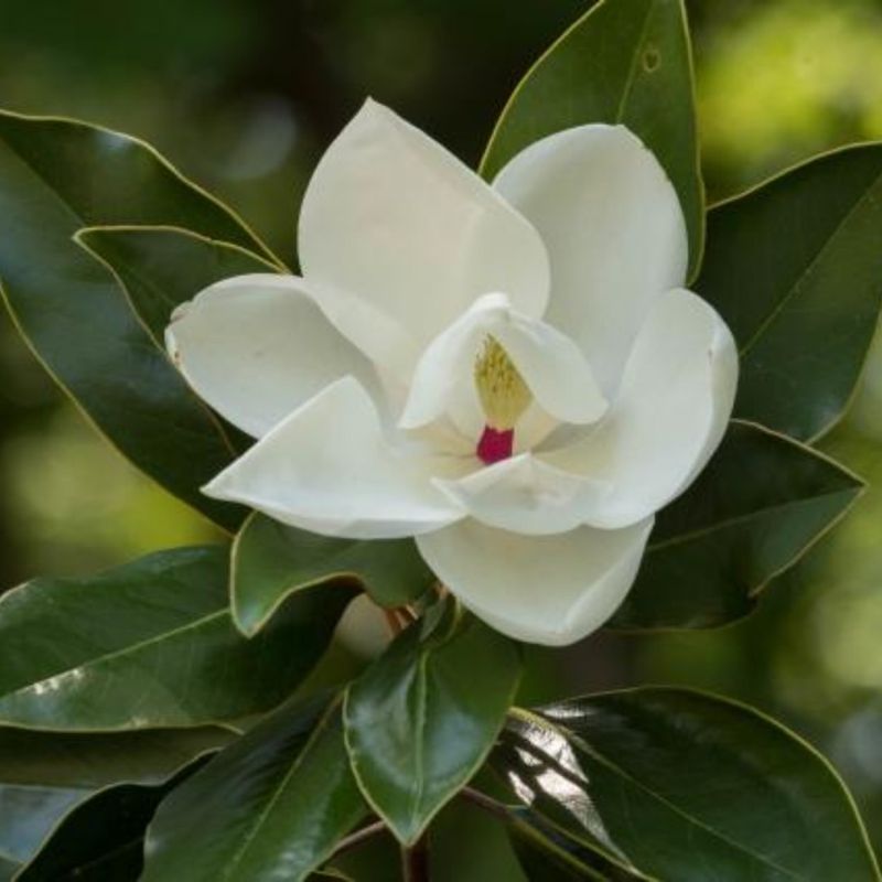 February Cuts Reduce Magnolia Flowers