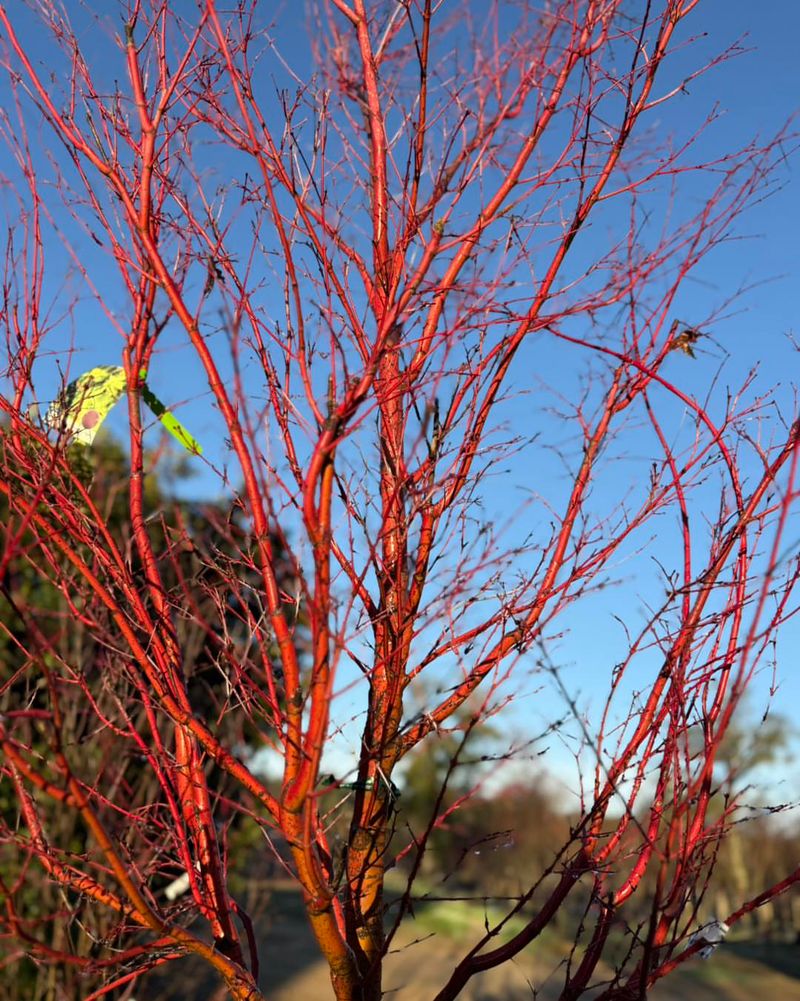 Choose Plants With Colorful Bark And Stems