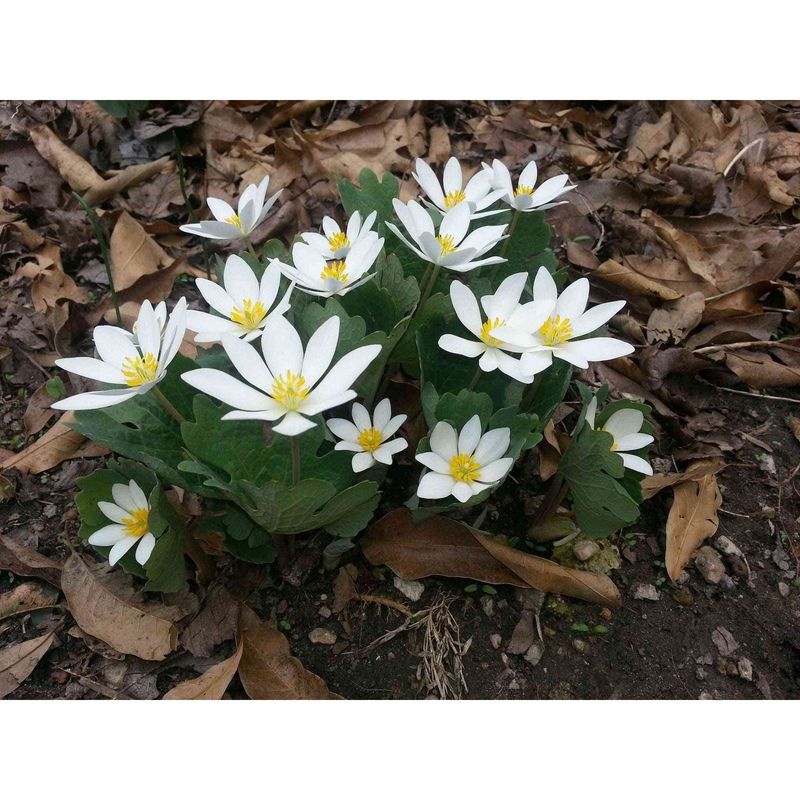 Bloodroot Lights Up The Woods