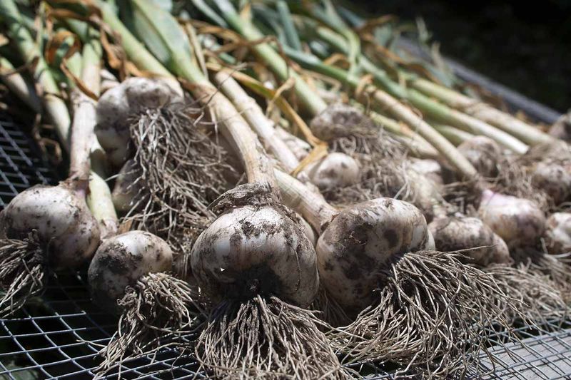 Choose Well-Drained Soil For Garlic