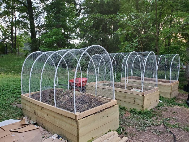 Raised Beds vs Burrowers