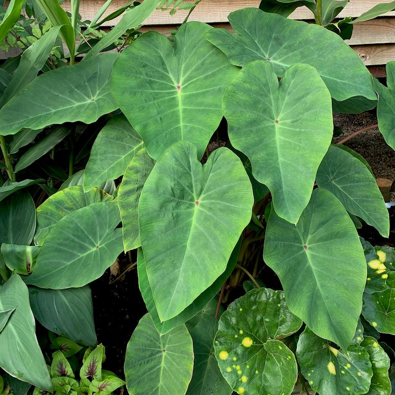 Hardy Elephant Ear (Colocasia 'Pink China')