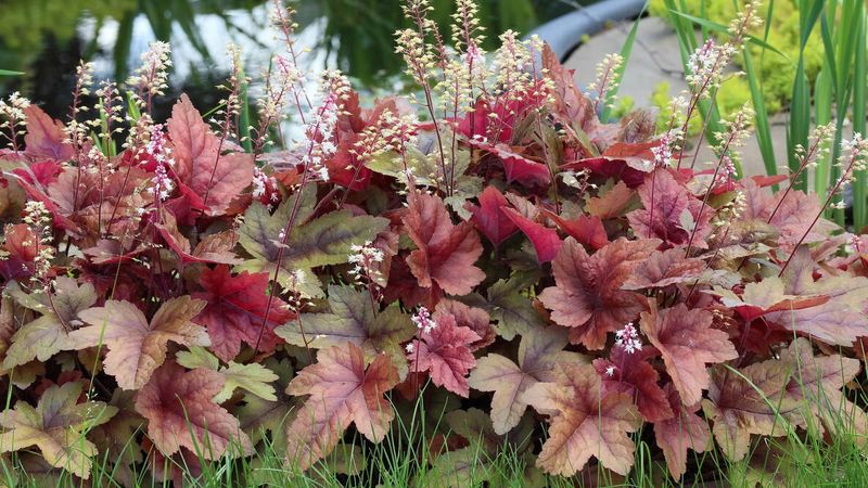 Heuchera Uses Old Leaves To Protect The Crown