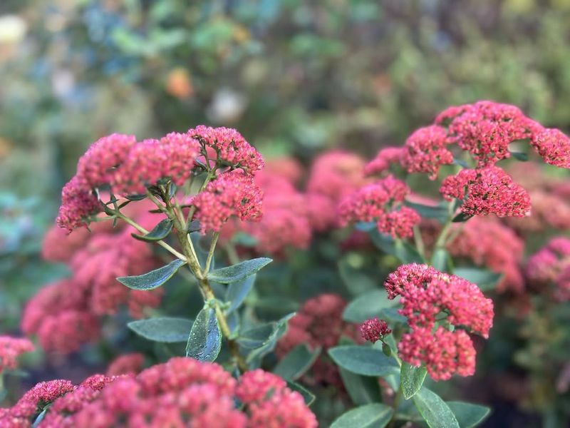 Sedum Autumn Joy Shines In Fall