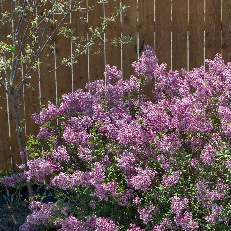 Fast Growth Made Lilacs Perfect Property Markers