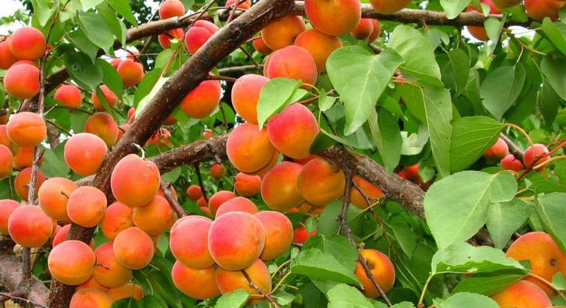 Hargrand Apricot