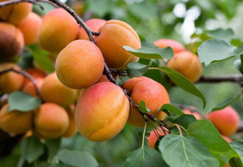 Goldcot Apricot