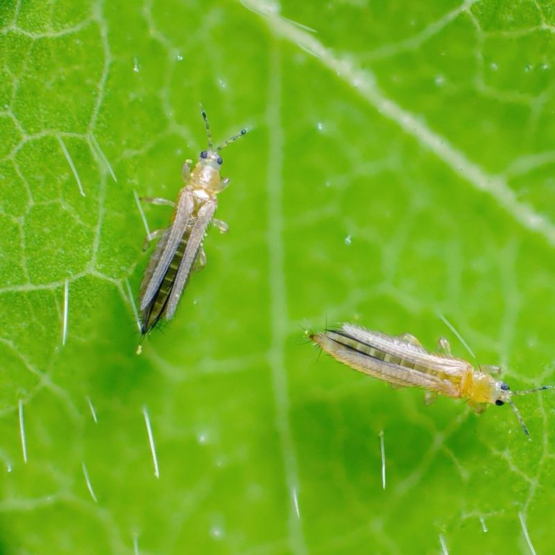 Thrips