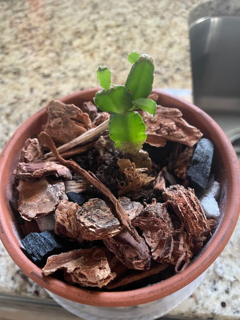 The Wrong Soil Mix Causes Ongoing Trouble