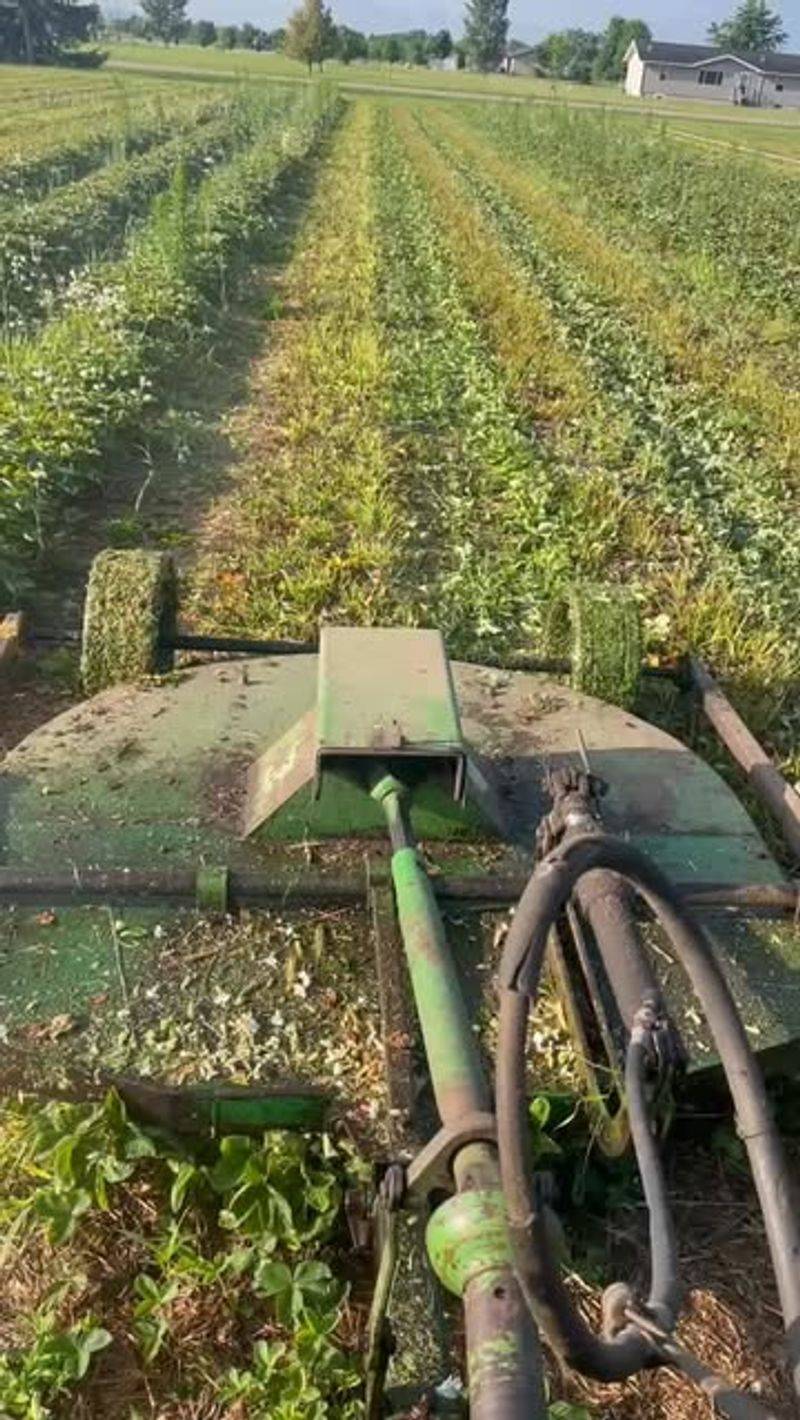 Renovate Strawberry Beds After Harvest Season