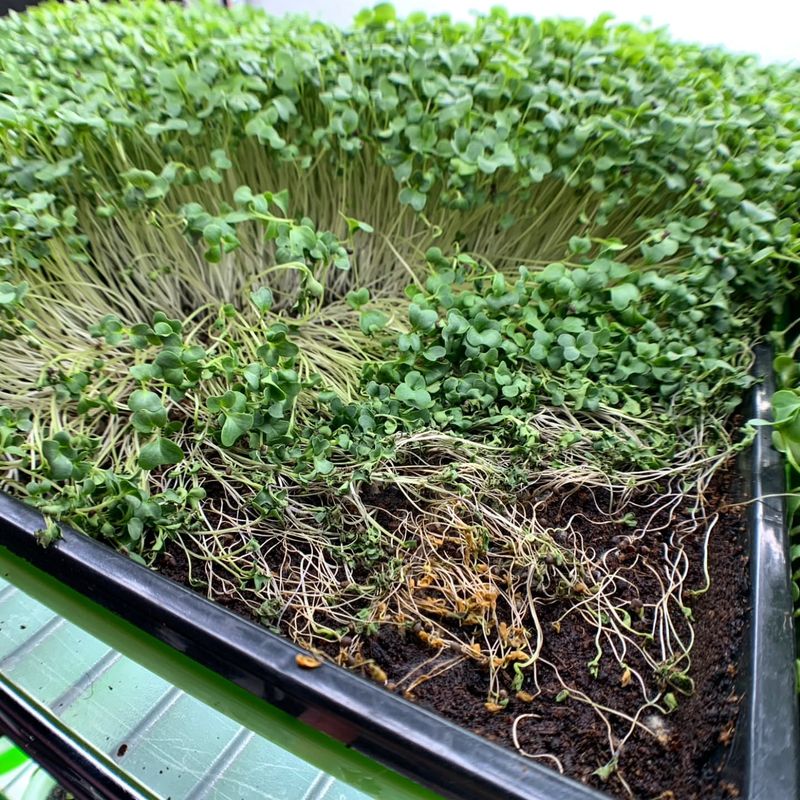 Rotate Trays For Even Growth