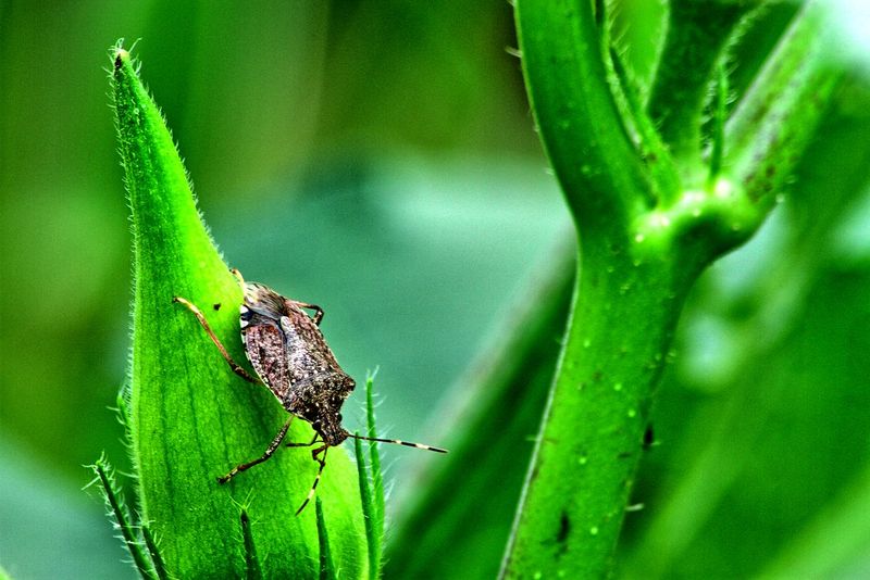 Manage Common Texas Pests With Natural Methods