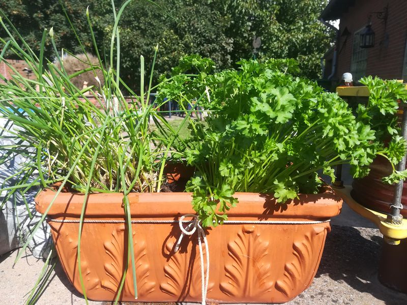 Group Herbs By Similar Water Needs