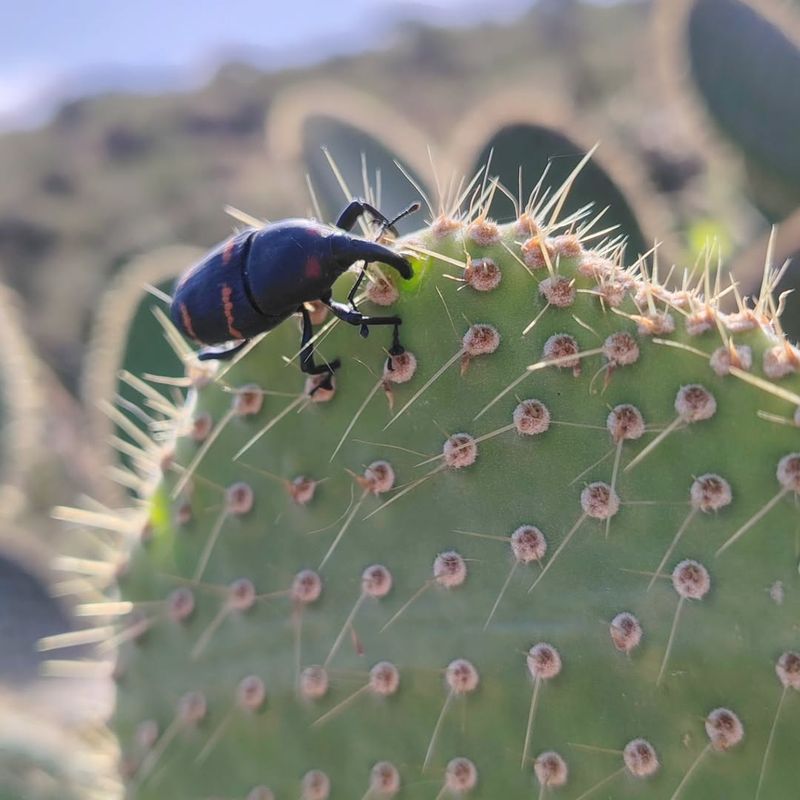 Cactus Weevils Attacking Succulents And Cacti