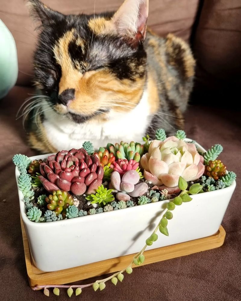 Echeveria Adds Desert Style And Stays Safer Around Cats