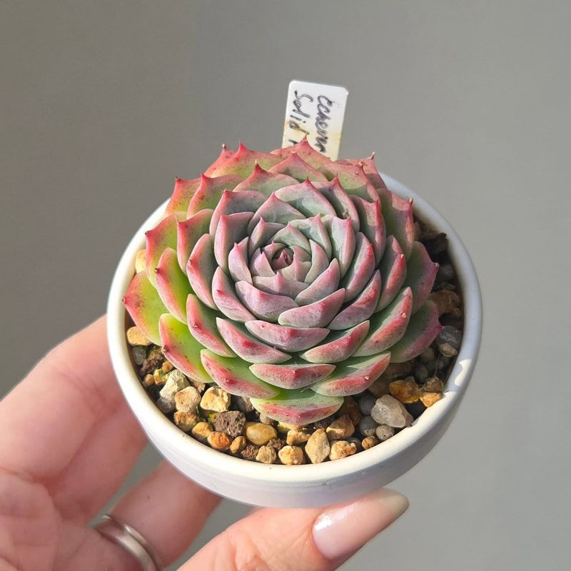 Echeveria (Echeveria spp.)