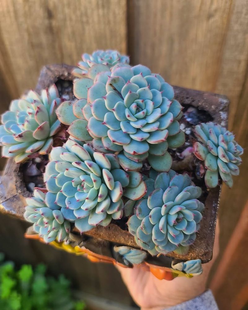Echeveria Offers Beauty Without The Risk