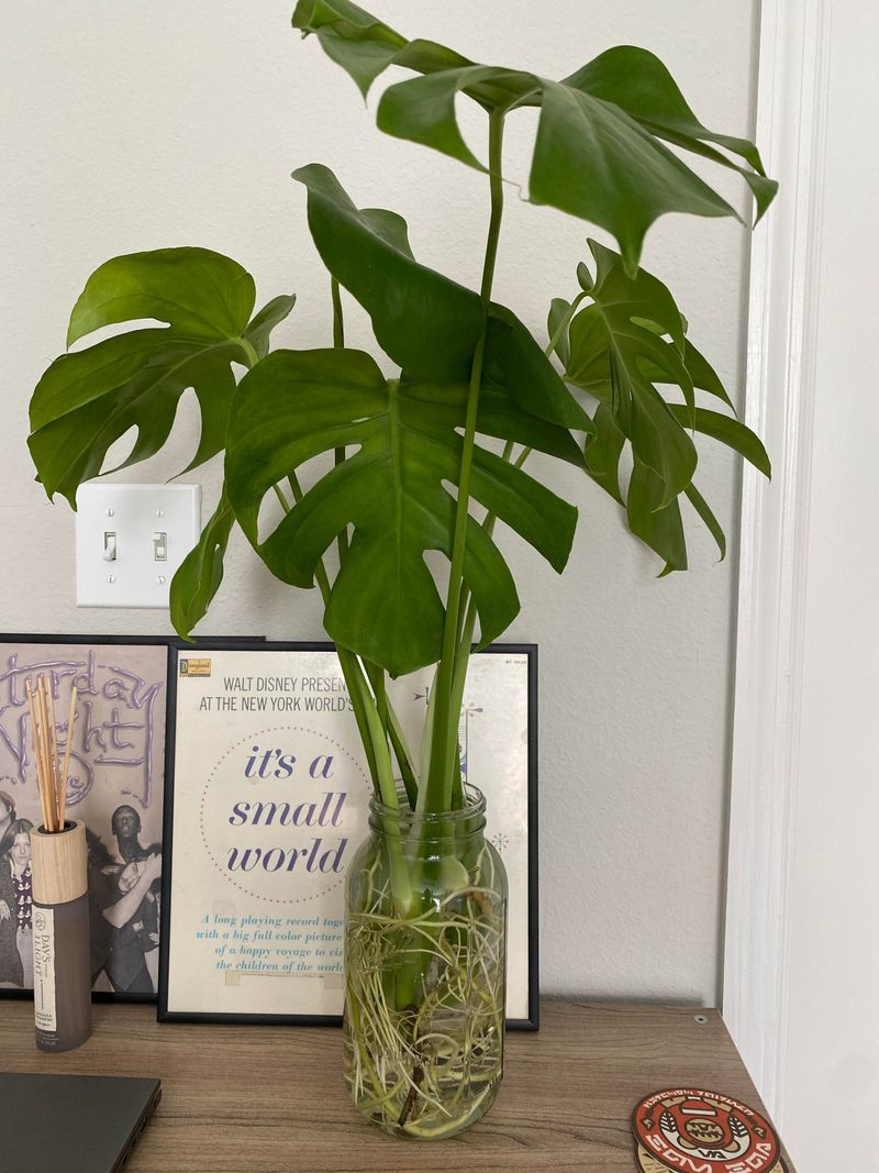 Monstera (Monstera deliciosa)
