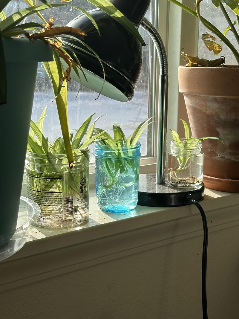 Spider Plant Babies Take Off In Clear Jars