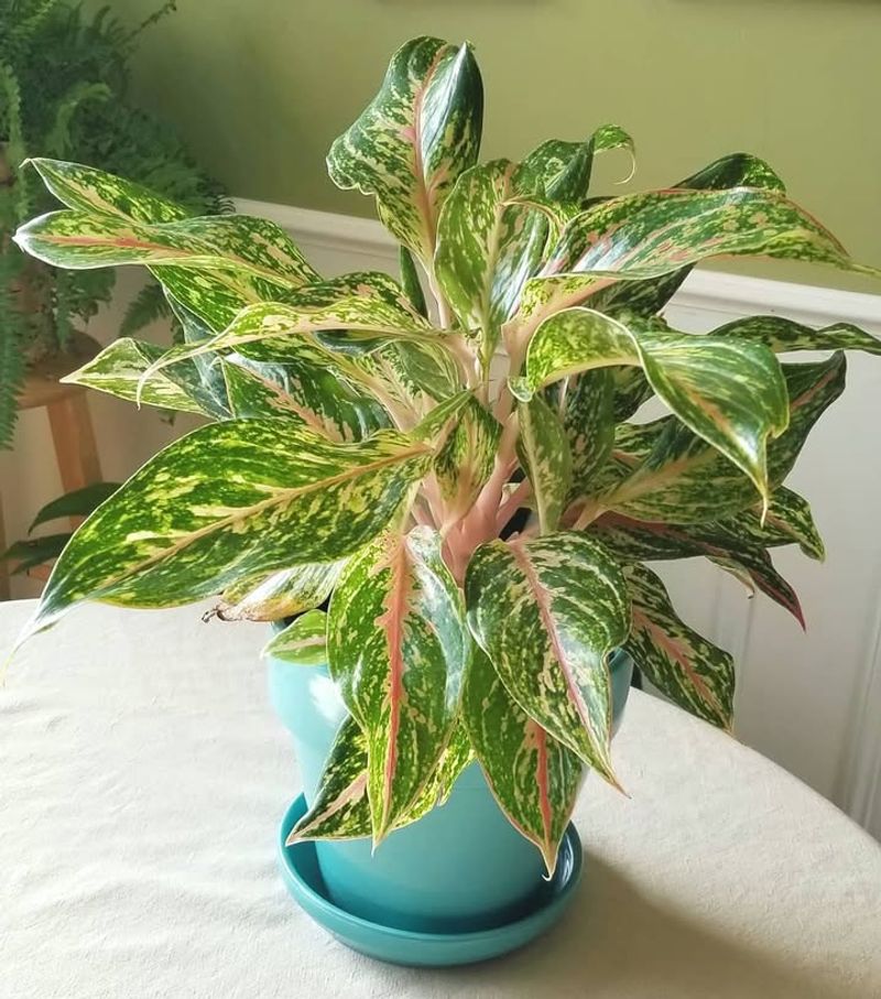 Chinese Evergreen That Thrives In Low Light
