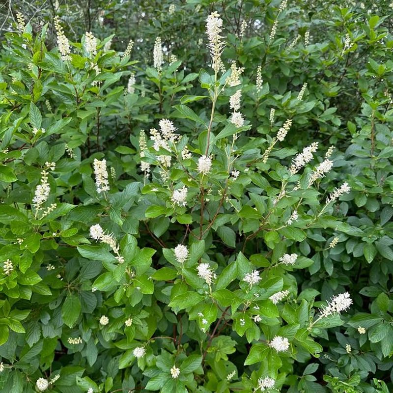 Summer Flowers Thrive Naturally With Clethra