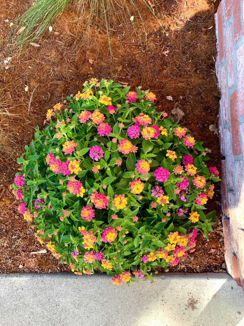 Low Water Needs Fit Desert Friendly Front Yards