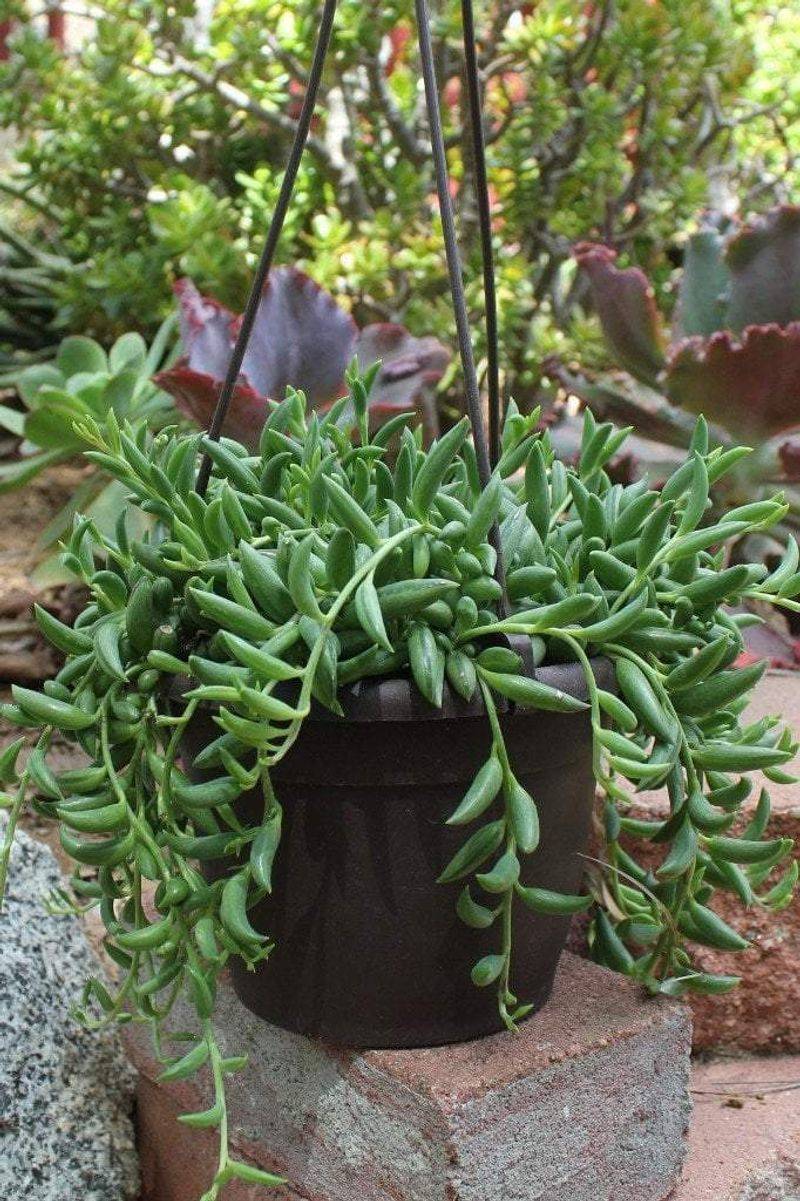 String Of Bananas Adds A Fun Succulent Twist