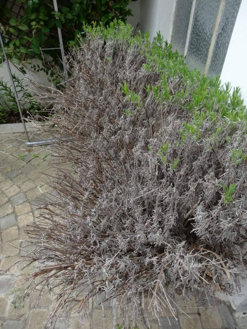 Snow Melt Saturates The Crown