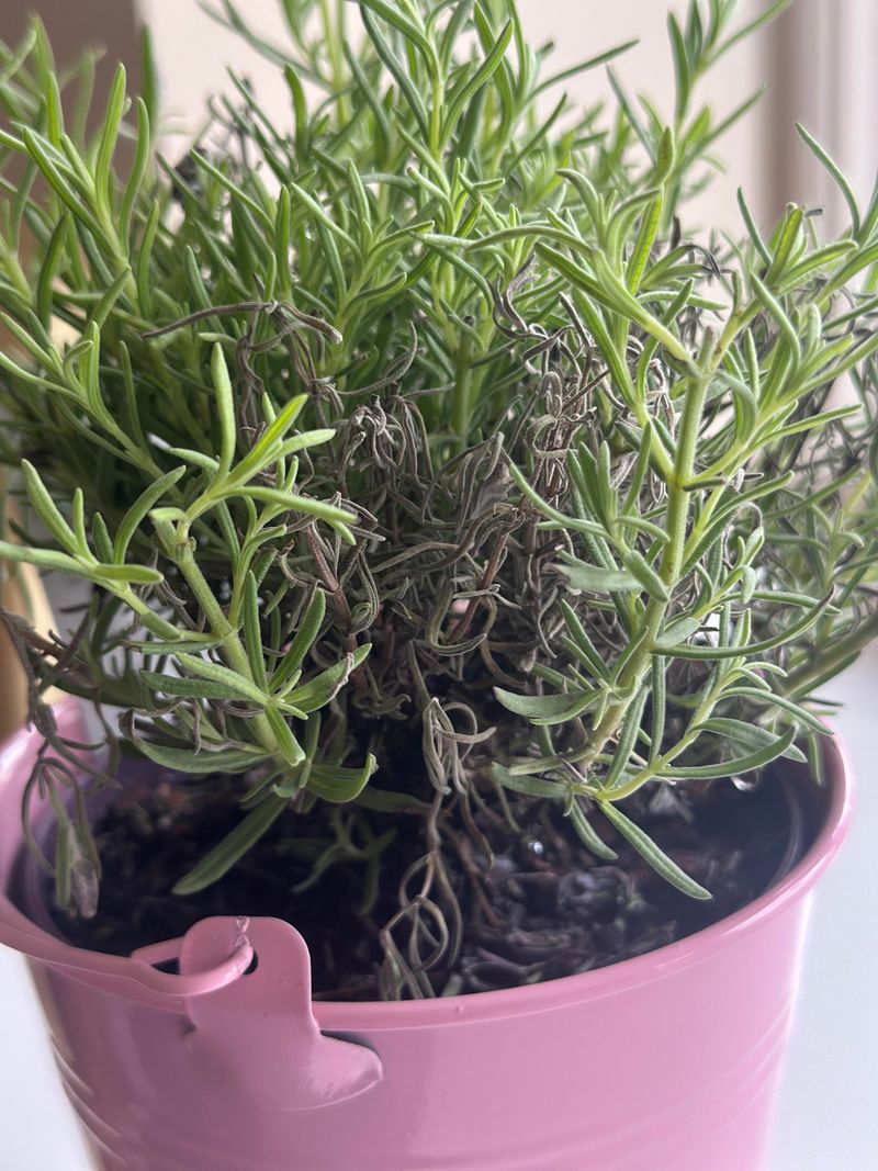 Poor Air Circulation Increases Fungal Risk