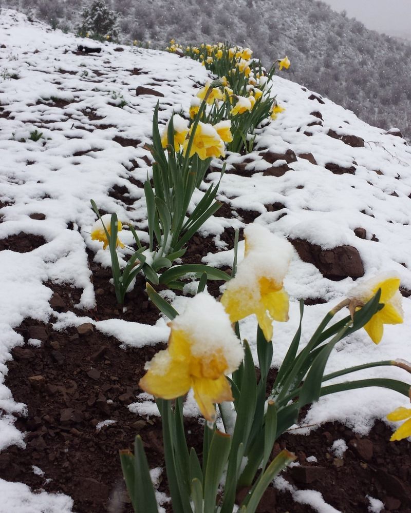 Sun And Warm Soil Trigger Rapid Recovery After Snow Melt