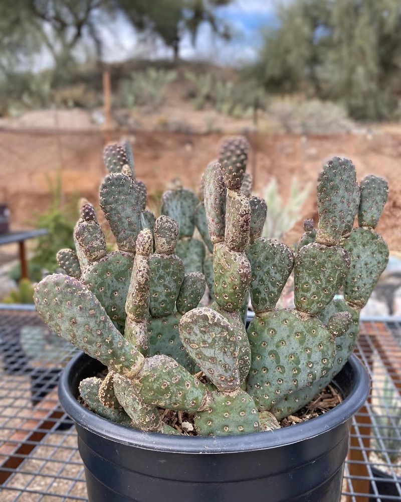 Beavertail Handles Blazing Containers Without Fading