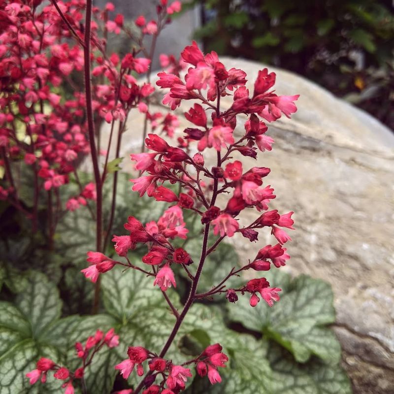 Coral Bells (Heuchera spp.)