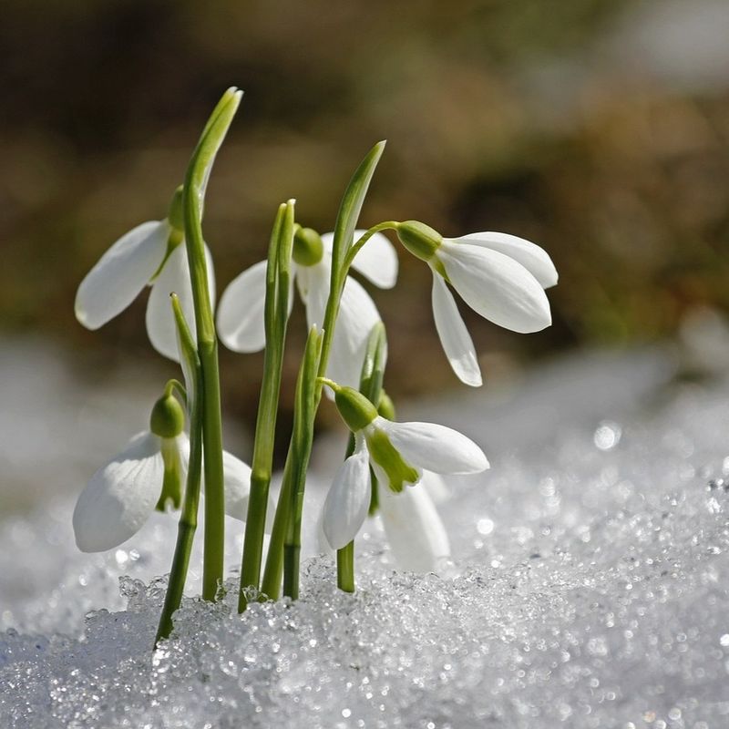 Snowdrop Contains Toxic Compounds