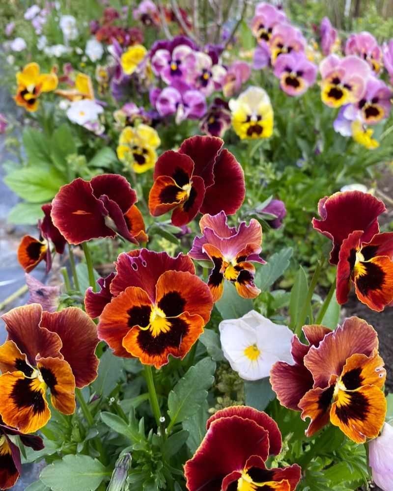 Cold Days Can't Dull The Cheer Of Pansy
