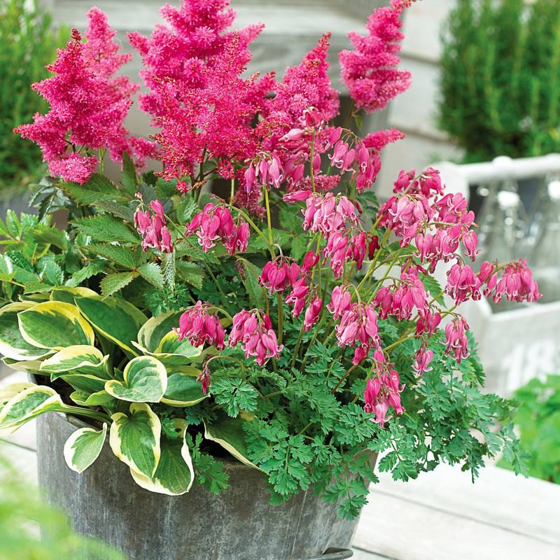 Bleeding Heart With Astilbe