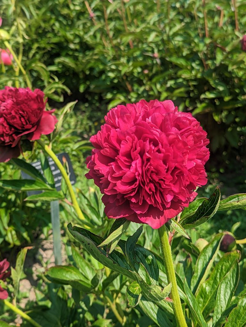 Peonies Withstand Snow And Deep Freezes