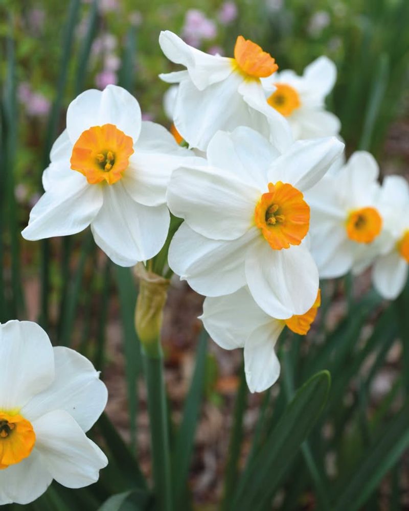 Daffodils (Narcissus Spp.)