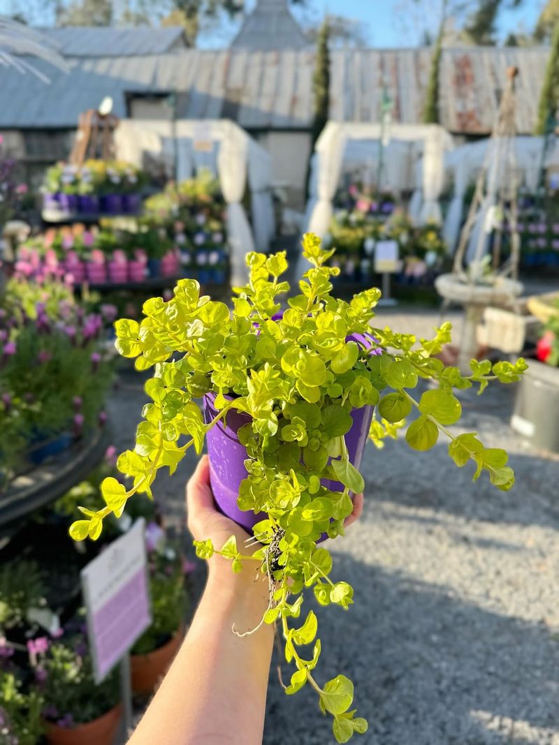 Creeping Jenny (Lysimachia Nummularia)