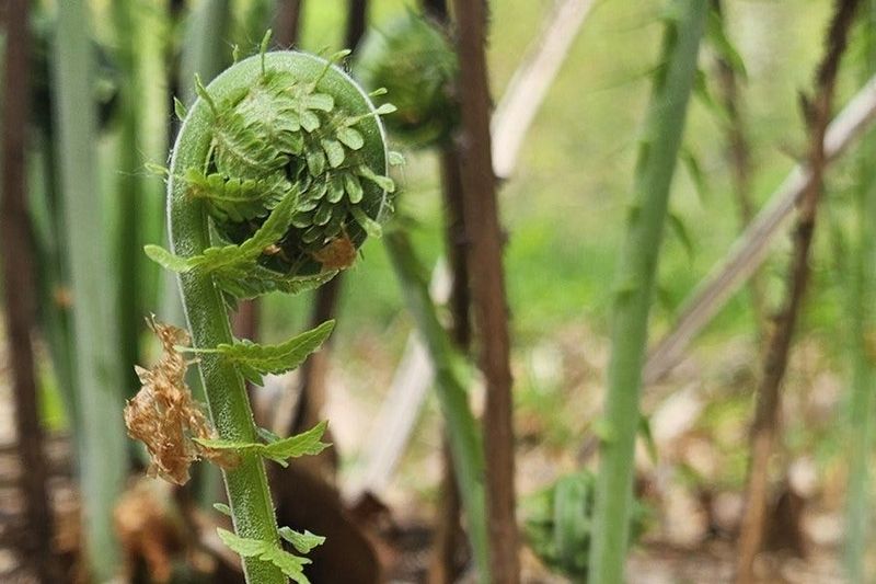 Fiddlehead Fern (Ostrich Fern – Matteuccia Struthiopteris)