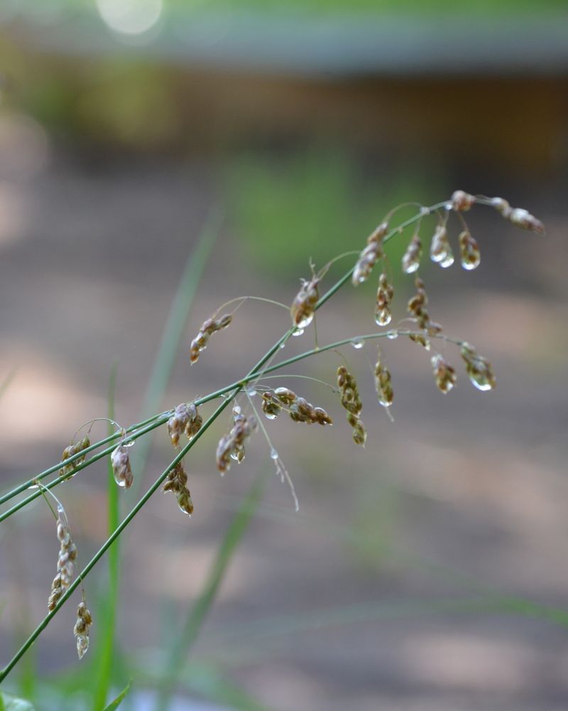 Sweetgrass (Hierochloe Odorata)