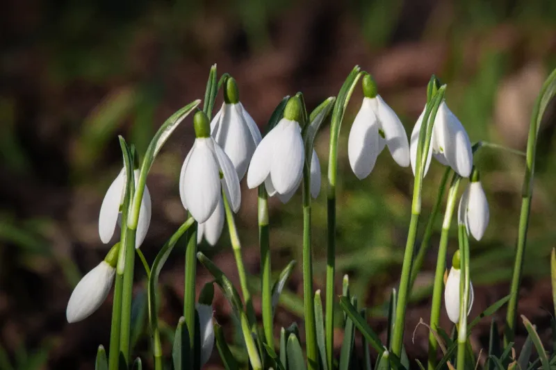Snowdrops (Galanthus Nivalis)