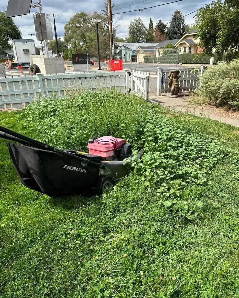 Lawns Turning Green Again