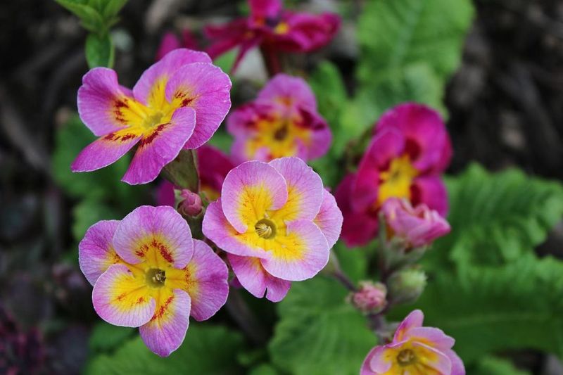 Primroses