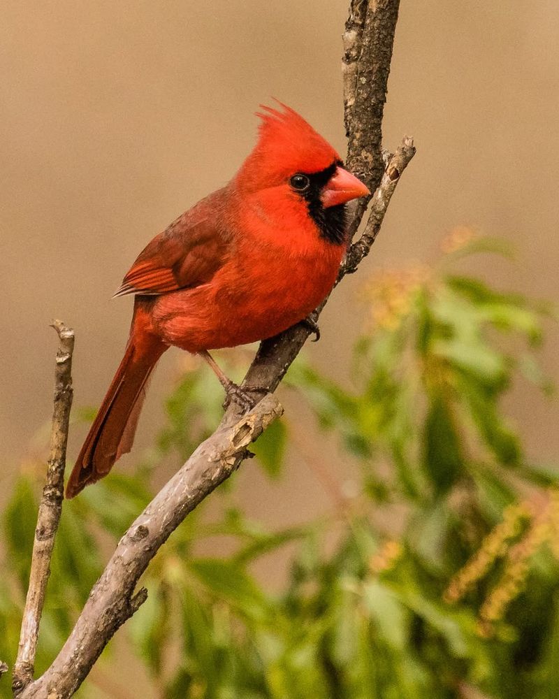 A Long-Term Tree For Birds And Nature