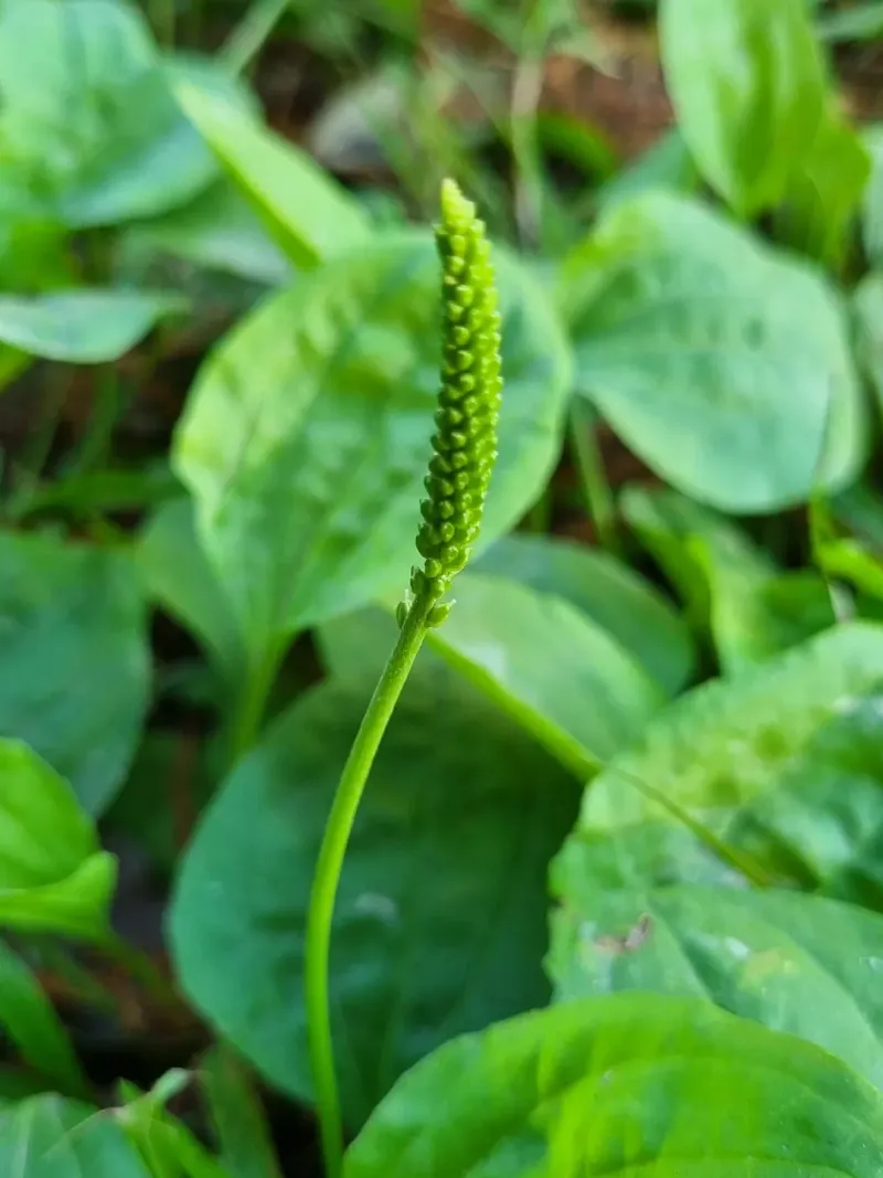 Broadleaf Plantain Handles Compacted Soil And Heavy Foot Traffic With Ease