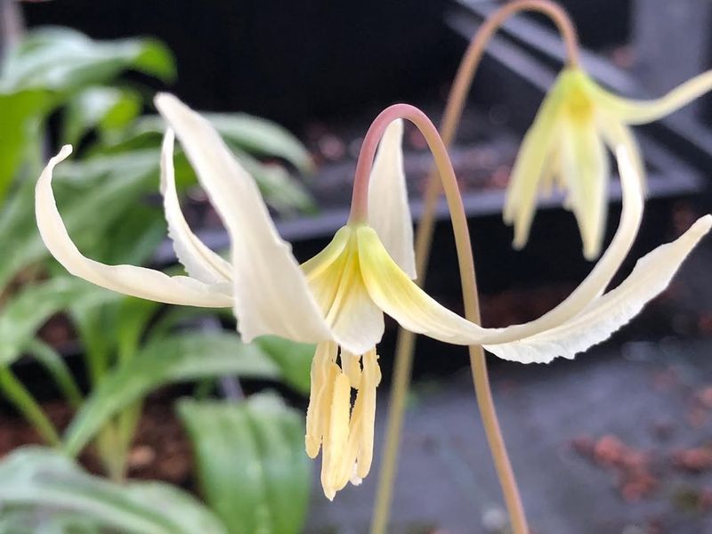 Yellow Fawn Lily (Erythronium oregonum)