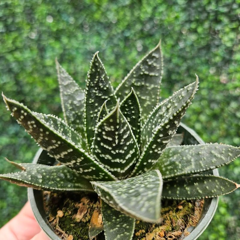 Gasteria (Gasteria spp.)